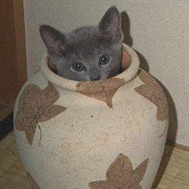 leftthrow's profile picture. 日々を雑に消化中。 AS四条貴音、デレ藤原肇、ミリ島原エレナ担当。 アイマス関連、シーサイド関連のイベントに出没すること多めです。英傑大戦プレイ中。好きなVはEnna、メロコ、月ノ美兎、栞葉るり