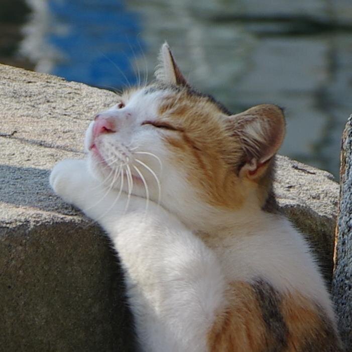 Nozomi_Asha's profile picture. 