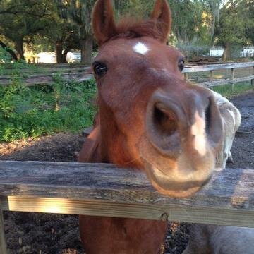 ThreeOaksFarm1's profile picture. Three Oaks Farm & Petting Zoo
located in the beautiful Golden Isles of Georgia