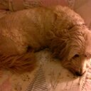 Wanda Kee - @keegrandma - Twitter