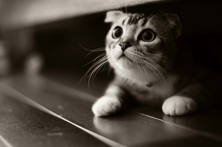 tothkitti3's profile picture. 