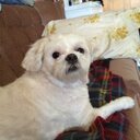 Darlene Hedrick - @cardic942 - Twitter