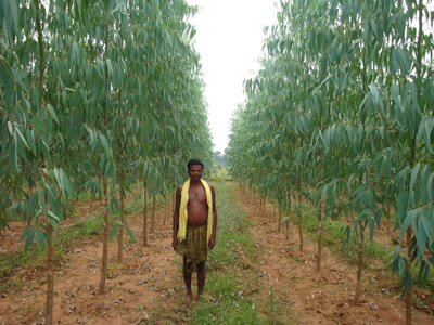 indiaplantation's profile picture. eucalyptus plantation