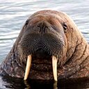 Robert Thrash - @morgensternsnyc - Twitter