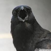 alan crow (@dailymailalan) 's Twitter Profile