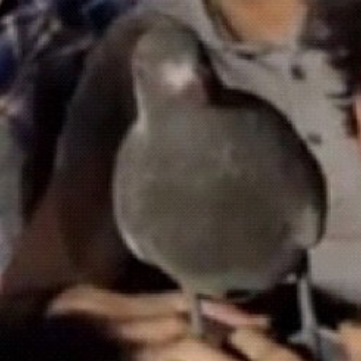That's right Kevin, Zayn is a lovely guy