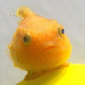 lunatic_legend's profile picture. 