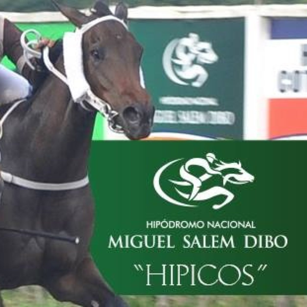 LA HIPICA ES NUESTRA PASION. ESTAMOS EN FACEBOOK COMO HIPICOS Y EN INSTAGRAM @hipicosecuador