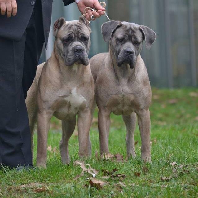 diprouvenco's profile picture. elevage de cane corso LOF, chiots disponibles ou à réserver.

cane corso kennel in France, we work on hight bloodlines direct from italy. puppies available
