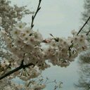 Alice Tseng - @5aba514ffecf458 - Twitter