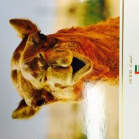 anciperi (@anciperi) 's Twitter Profile