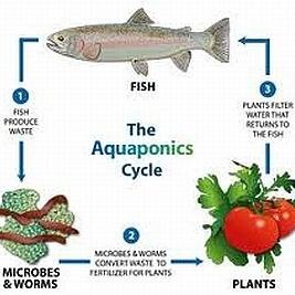 Growing fish and plants...all at the same time.