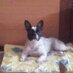 mecheles (@mecheles1) Twitter profile photo