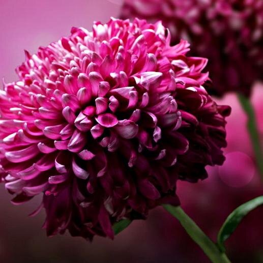 CorelDrawZK's profile picture. Para explicar cómo funciona Edu-K, el Dr. Dennison describe la función cerebral en términos de tres dimensiones: lateralidad, centrado y foco.
La función cerebr