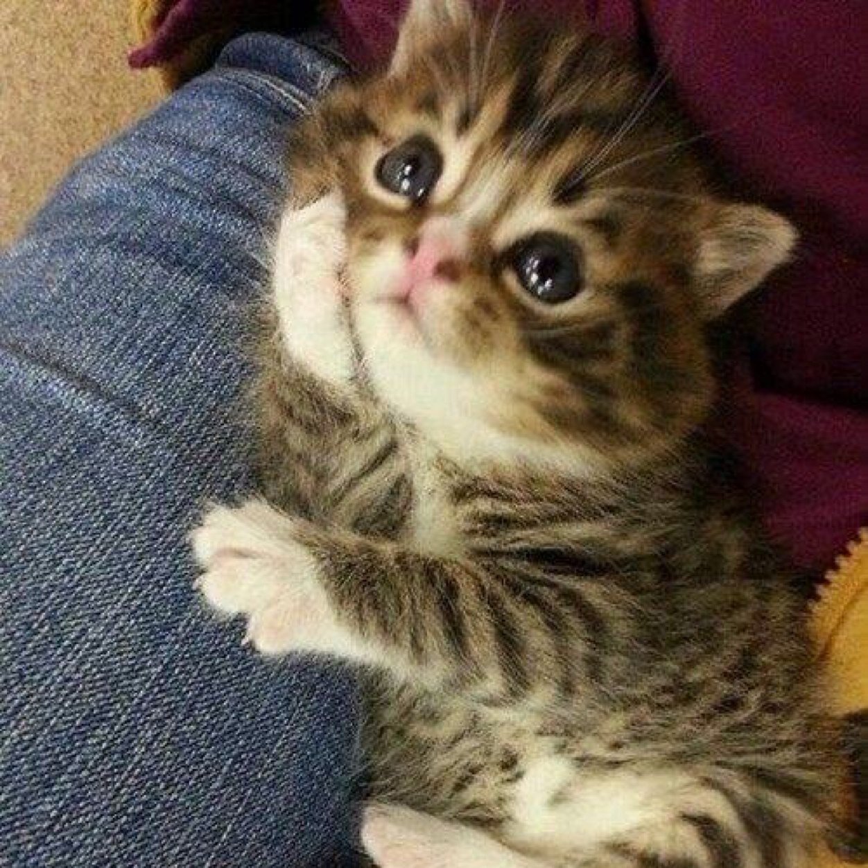 Spammykog's profile picture. 