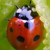 Ellie Jones (@maths_in_nature) Twitter profile photo