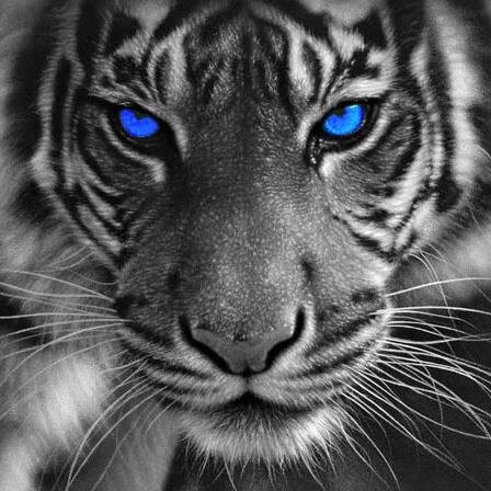 The Tiger Fit coaches are TSU students themselves and understand the demands on your time and want to  achieve your fitness goals.