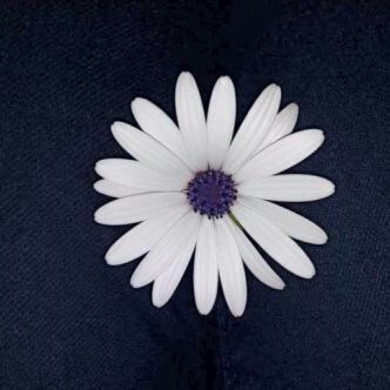 iNoury22's profile picture. أمي هي جنتي ، ولأن النعم لا تدوم رحل أبي ، اللهم اني اسألك له الجنة بغير حساب ولا سابق عذاب '