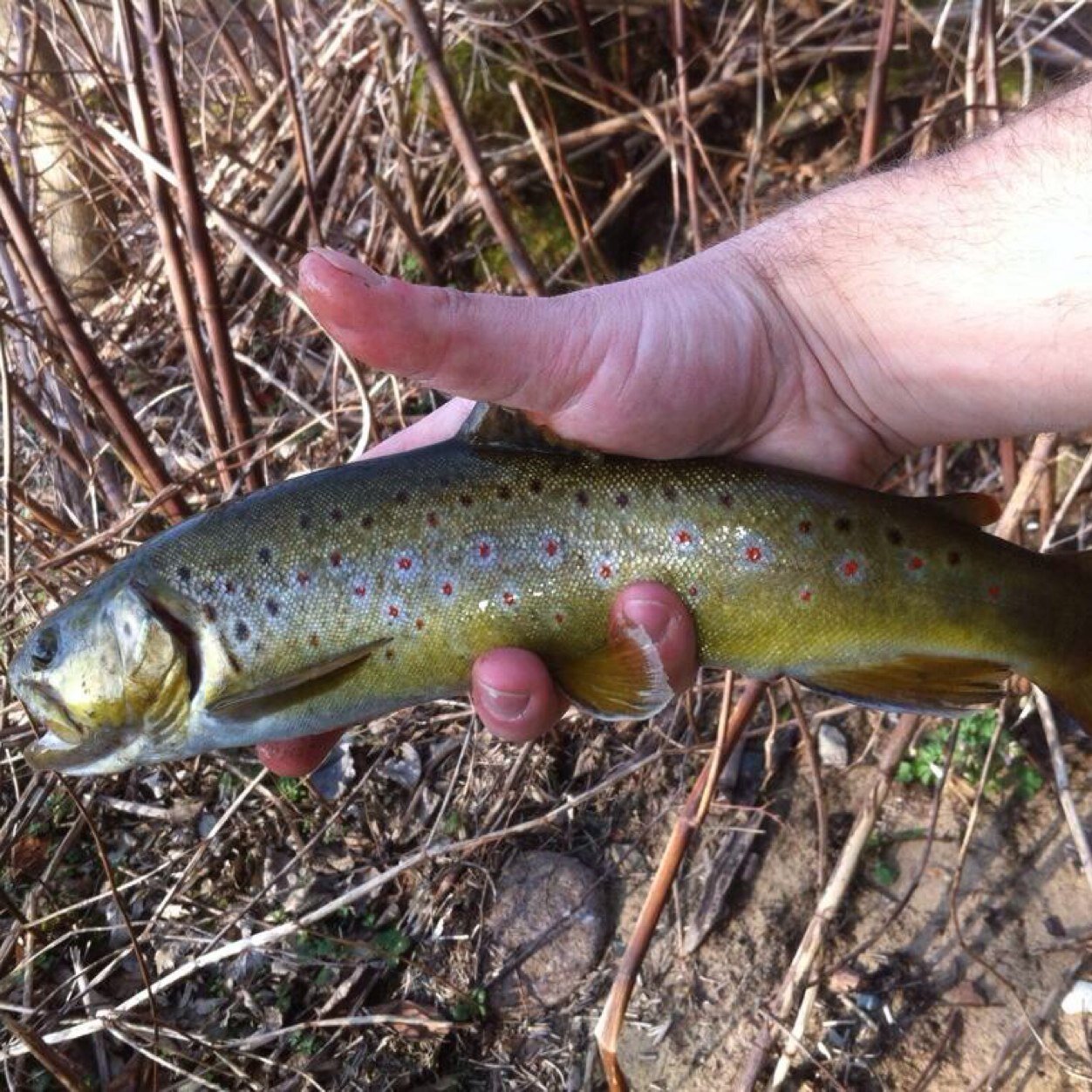 thomas087's profile picture. 