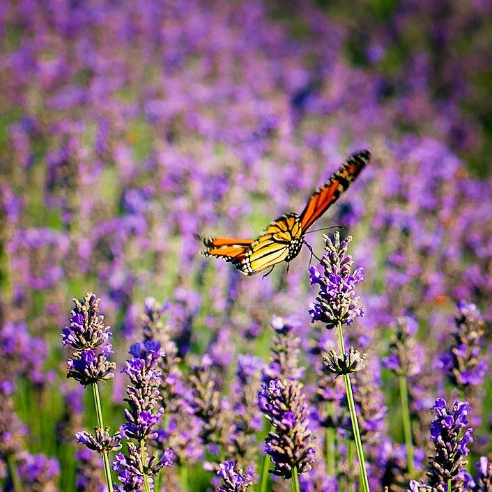 DoterraTahoe's profile picture. 