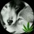 andrea_pmm