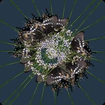 Muffin is a multimedia artist living in New Orleans
