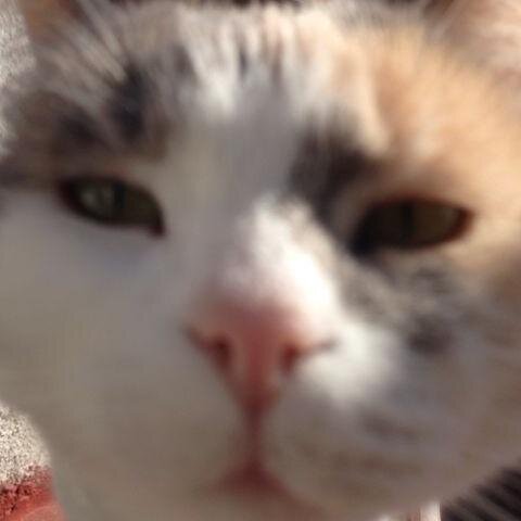 ilgrandeGatsby's profile picture. 