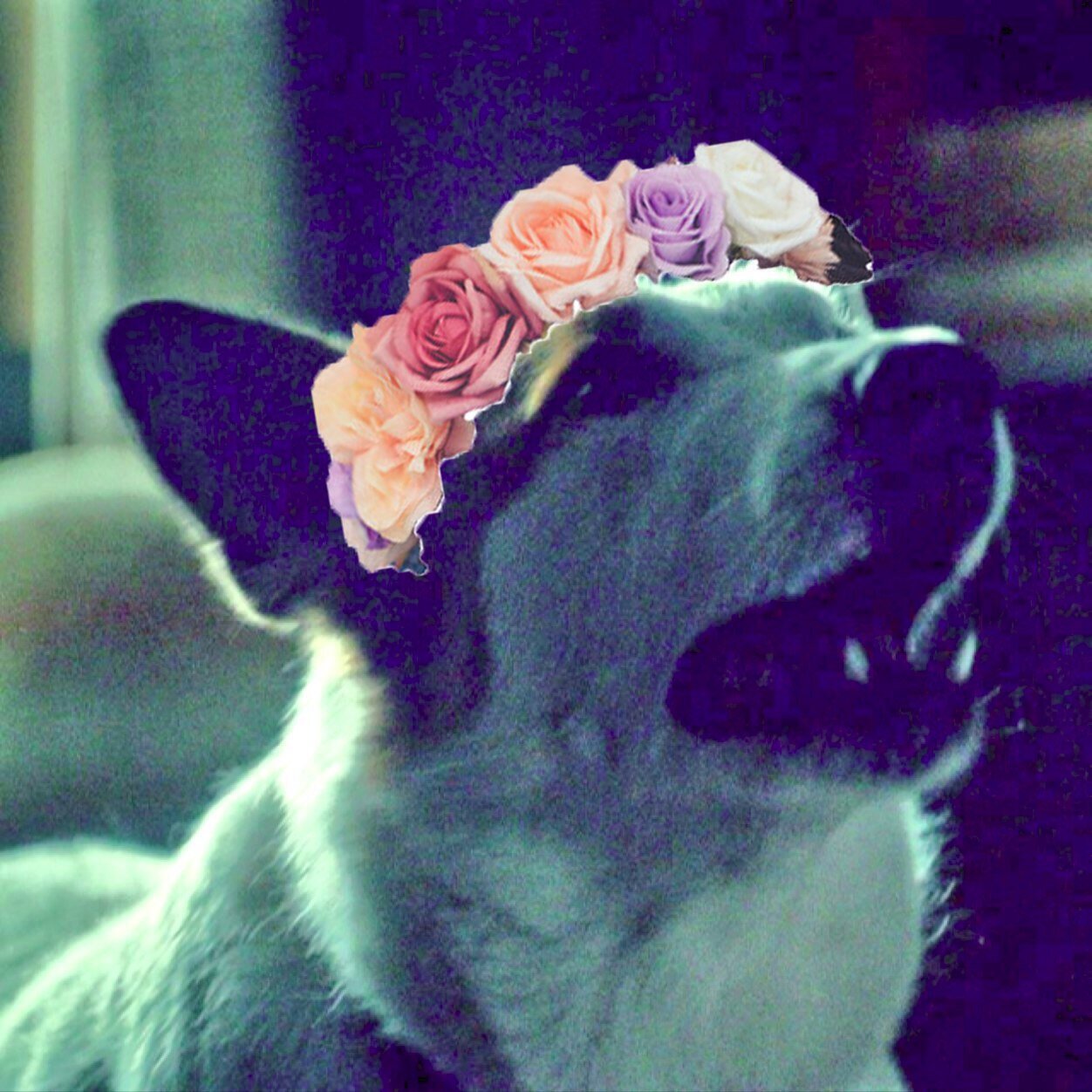 i'm ellmelia! i helped will graham with his nightmares and sniffed frederick chilton's crotch. woof.