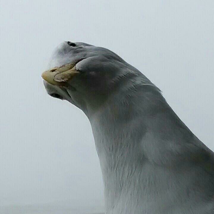 MondorGage's profile picture. 