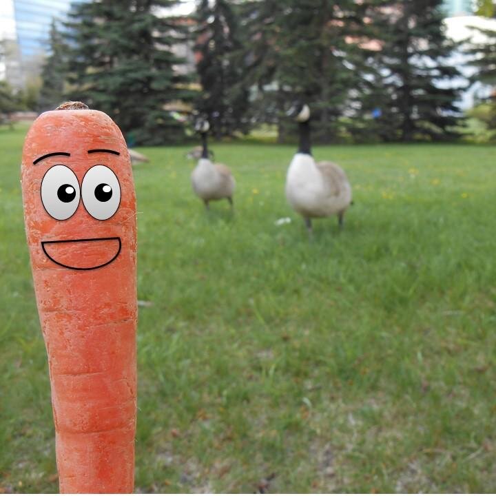 I am a Calgarian Carrot, champion of all things local, down to earth kind of guy.