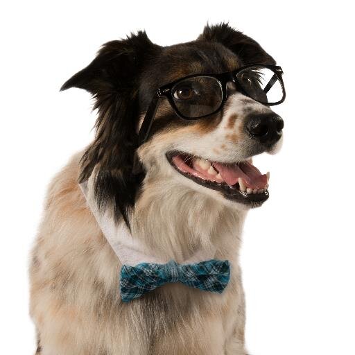 moetiv8r's profile picture. MOEtiv8ing people and uniting the world - one wag at a time