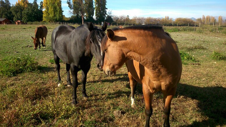 ScarlettCJH's profile picture. I am: 16, A lover of books,animals and nature.OMG once upon a time ❤ But mostly...I'm FREE!!!