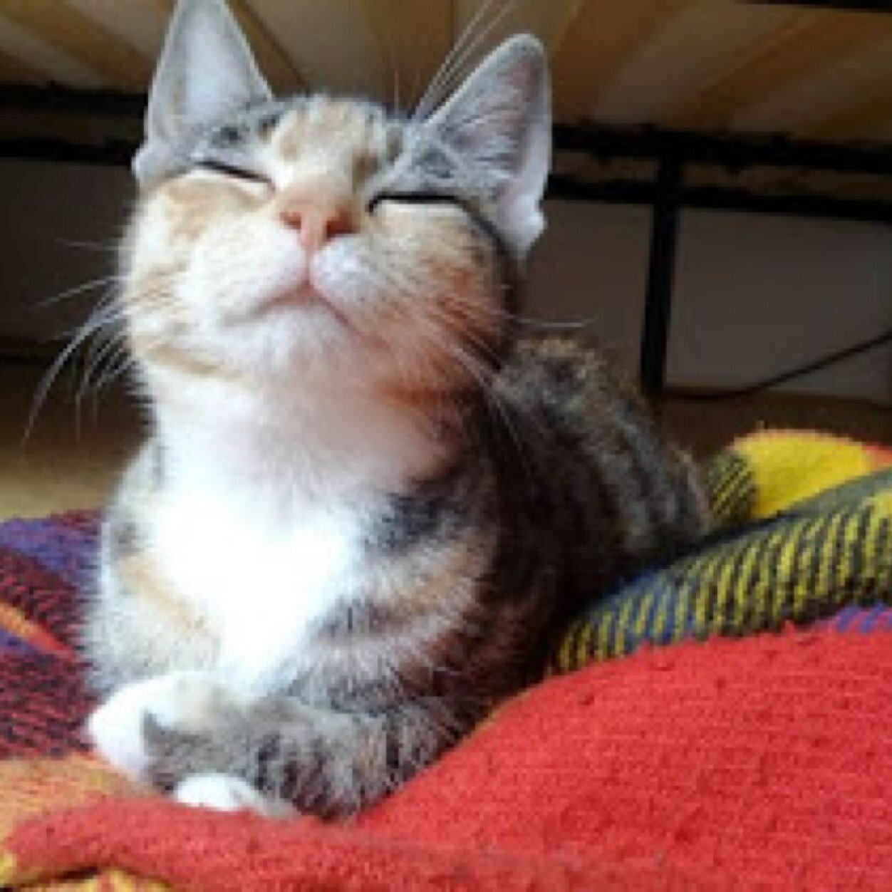 Cats RULE
