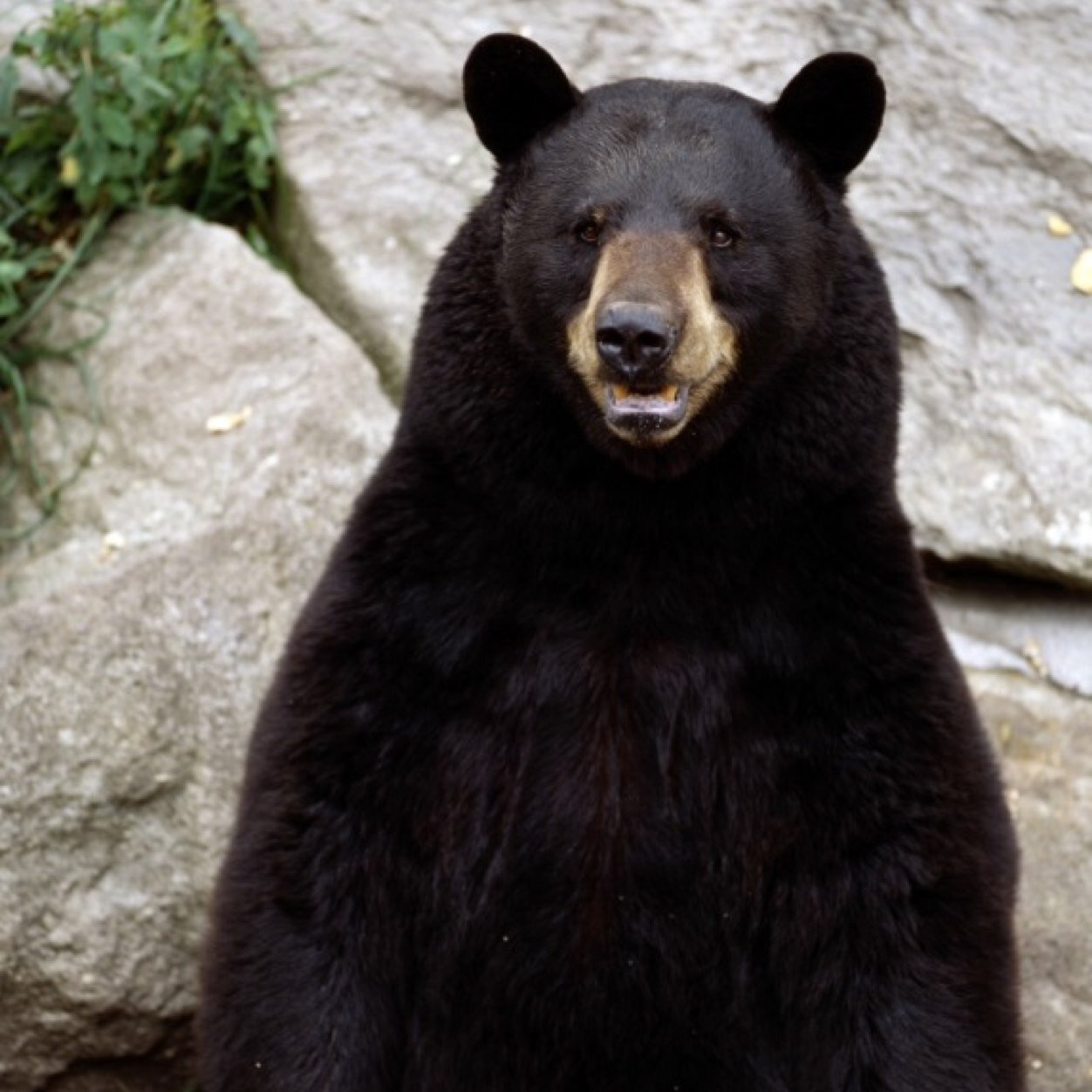 AlbanyBear2014's profile picture. 