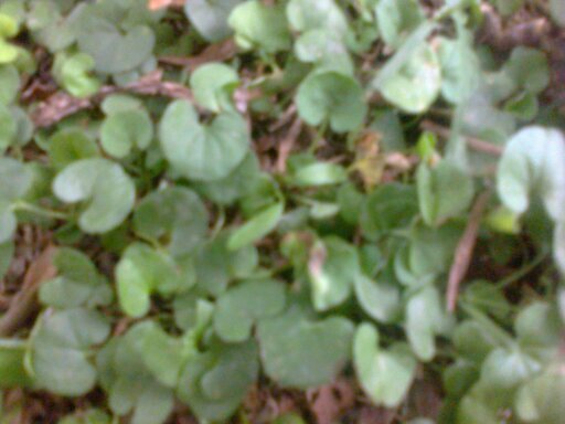 salussomv's profile picture. 