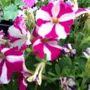 Darlene Keith - @dkeith68 - Twitter