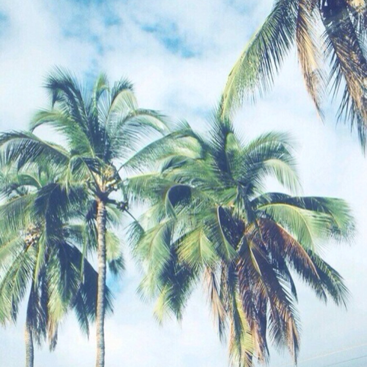 Majesticfaith_'s profile picture. I talk a lot of shit for someone who panics while ordering food at fast food resturants