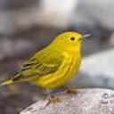 Rosa Bird - @rosathenetwork - Twitter