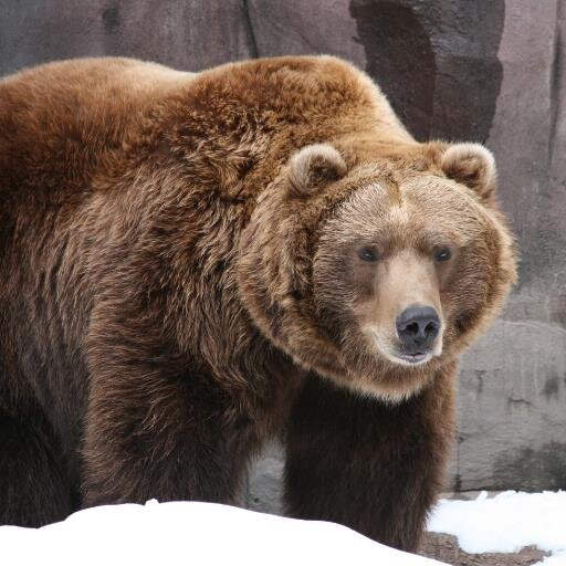 Created to raise awareness of the poaching and meaningless killing of grizzly bears. Each day facts will be posted about of the threatened species