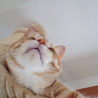 くろだむし (@kurodamushi) Twitter profile photo