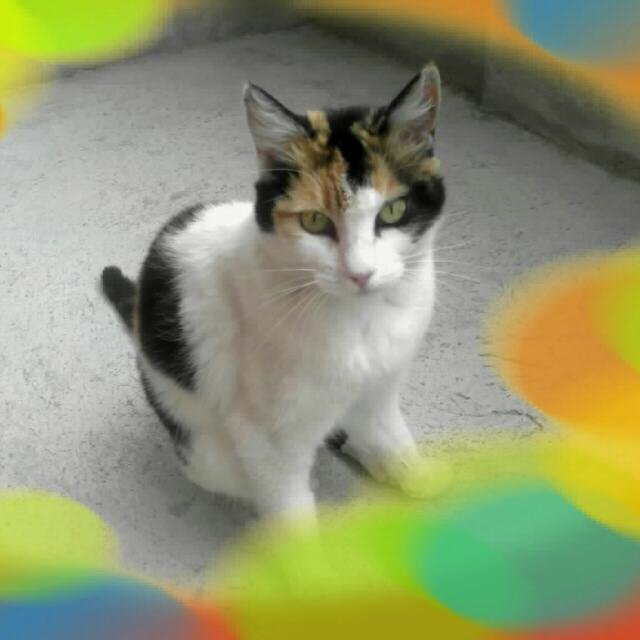 Toga_Hernan's profile picture. 