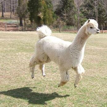 MaryLlama's profile picture. 