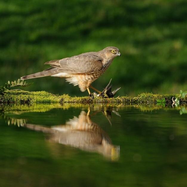 AlanMcFadyen2's profile picture. https://t.co/LhMTszGycH Keen wildlife photographer specialising in hide rental. I put everything into my projects and customer satisfaction is top of my list