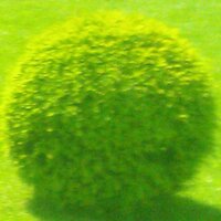 Nature's Medicines (@natmed_research) 's Twitter Profile Photo Nature's Medicines (@natmed_research) 's Twitter Profile Photo
