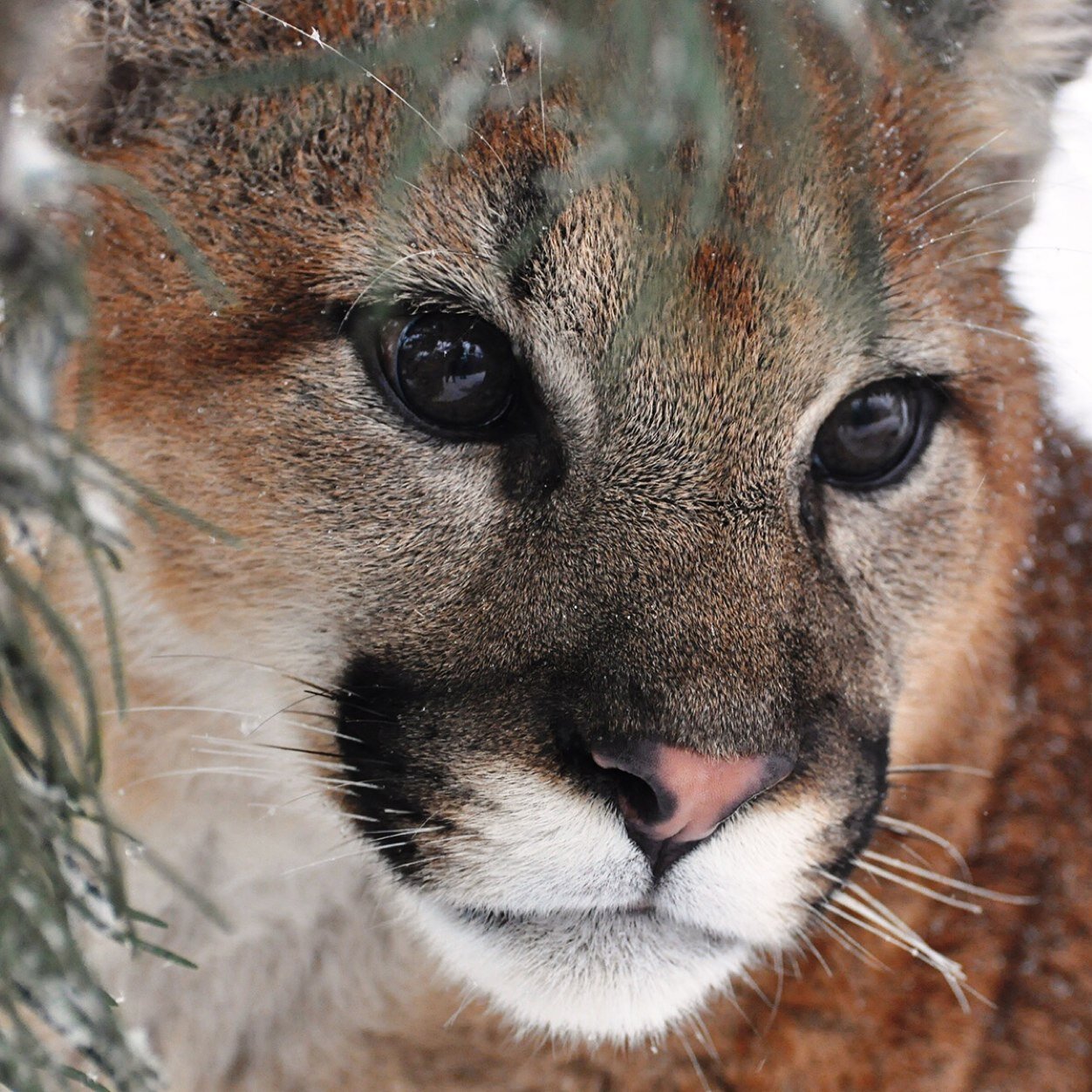 chrissypluscats's profile picture. 