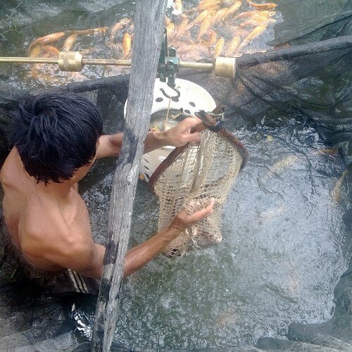 * Pulanglah dari perantauan mari membangun kampung. #marsipaturehutanabe * konsentrasi kami di peternakan, perikanan dan pertanian.
