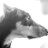 sarupu's profile image