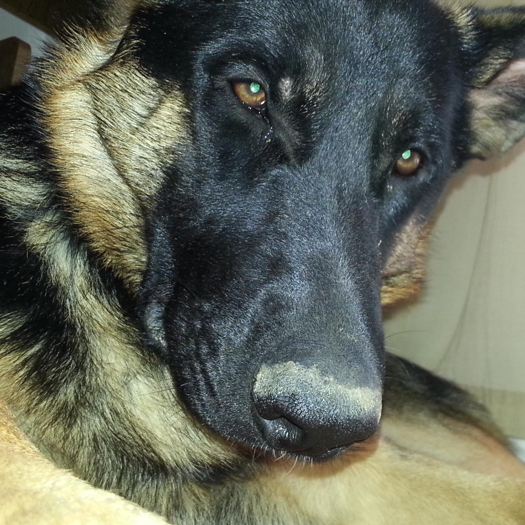 We are pople who want to love and save the animal1