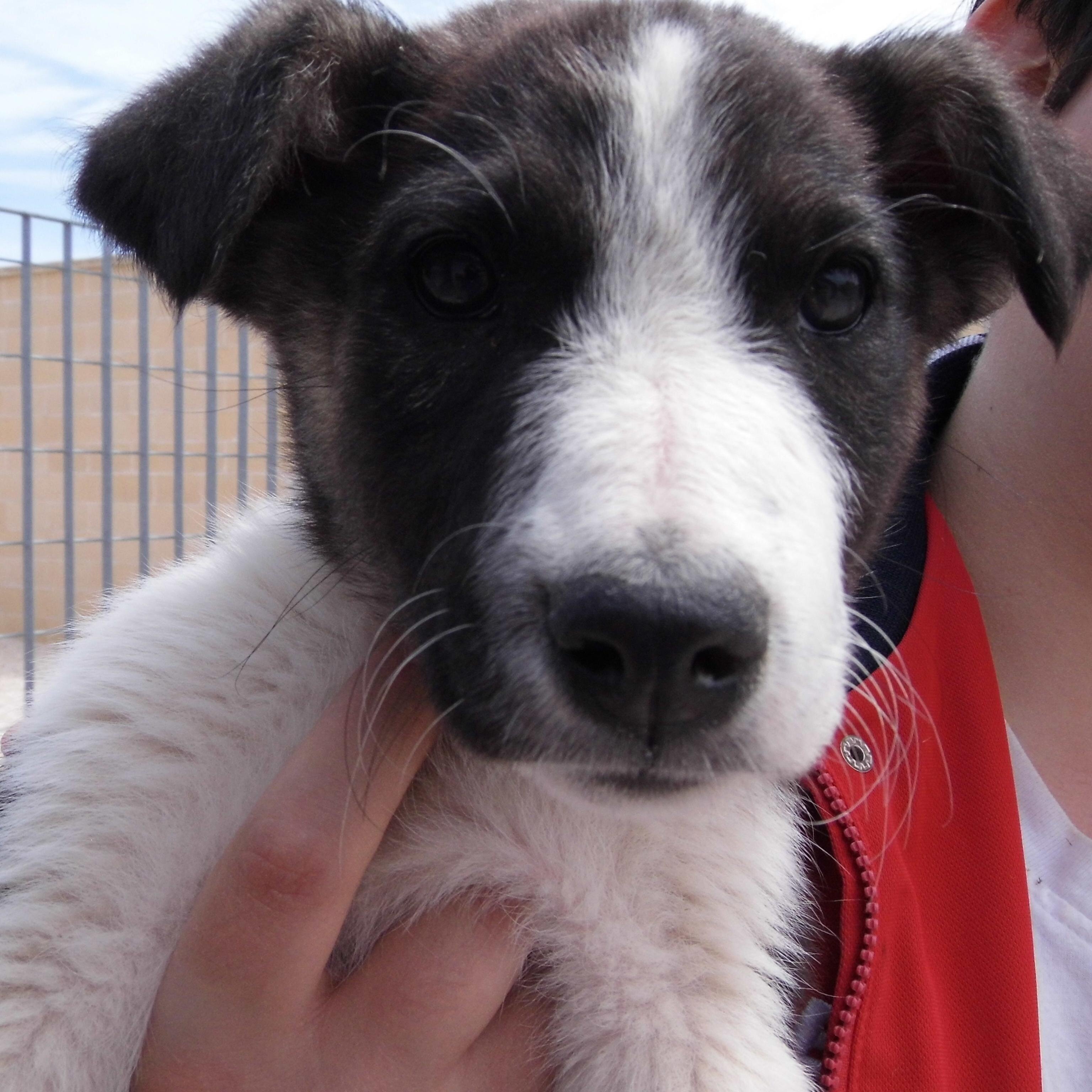 CanileAdelfia's profile picture. Adozioni del  Canile sanitario e rifugio di Adelfia, Lega nazionale per la difesa del cane