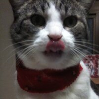 こるもふ (@colte_monikha) 's Twitter Profile